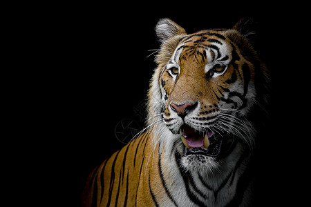 黑背景的老虎被隔离在黑色背景上危险毛皮食肉愤怒荒野侵略橙子眼睛反思野生动物图片