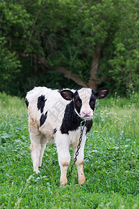 在草原上的牛角农业奶牛场地牧场农场草地小牛黑色村庄图片