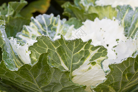 清晨冰霜的花朵叶子天气蔬菜花园树木草地冻结季节美丽植物图片