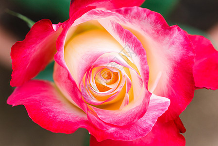 粉红玫瑰庆典婚礼花瓣粉色绿色叶子花园植物花束图片