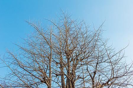 树干枯 蓝天在背景背景图片