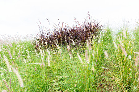 绿色和紫色任务草季节荒野黄色生长尾草叶子草地花园植物阳光背景图片