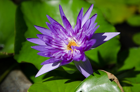 莲莲或水百合热带草药昆虫花蜜植物群反射荷花植物学紫色装饰品图片