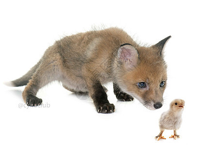 演播室的狐狸幼崽和小鸡图片