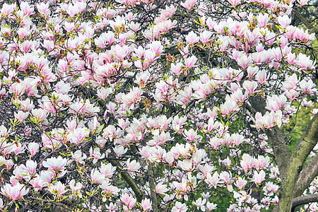 Magnolia 树花花园季节植物群植物学植物环境花瓣图片