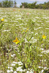 草地上的鲜花国家画笔场地荒野花朵草原野花植物农村乡村图片