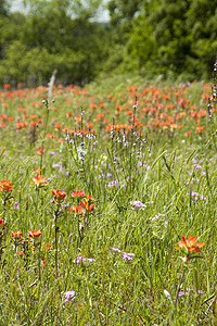 草地上的鲜花草原农村荒野画笔花朵场地太阳植物风景乡村图片
