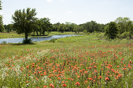 草地上的鲜花草原国家野花花朵风景乡村荒野画笔植物场地图片