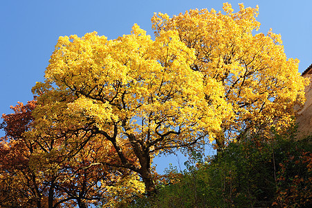 秋树树叶树木风景环境森林金子季节黄色阳光蓝色十月高清图片素材