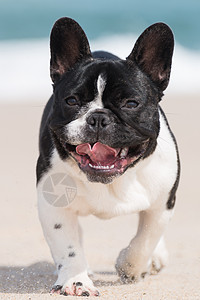 沙滩上的法国斗牛犬宠物朋友小狗乐趣鼻子抛光跑步斗牛犬婴儿小动物图片