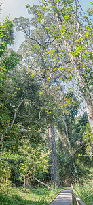 齐契卡马森林的木板道图片