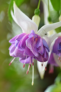 贝湾边花园的芭蕾舞花卷曲紫色舞蹈白色粉色花瓣演员背景图片