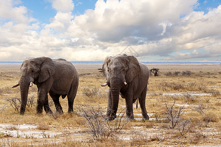 Etosha国家公园上的非洲大象食草树干男性灰尘动物公园小牛荒野野生动物水坑图片