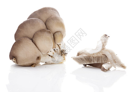 蘑菇拼盘新鲜牡蛎蘑菇烹饪蔬菜团体食物白色美食平菇背景