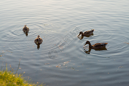 四只鸭子在湖中游泳和进食图片