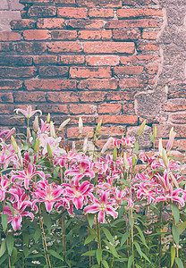 粉红百合花 有旧砖墙老旧风格百合植物群美丽季节花束花园园艺花瓣绿色粉色图片