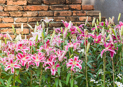 粉红百合花和旧砖墙园艺花束植物花瓣花园季节美丽粉红色百合植物群图片
