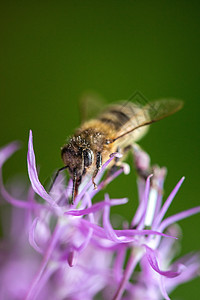 紫花上的蜜蜂与复制空间植物群花园公园生活花粉工作场地叶子花蜜紫色图片
