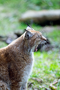 Lynx 林克动物食肉国家荒野毛皮公园猫科动物群林地捕食者秋天高清图片素材