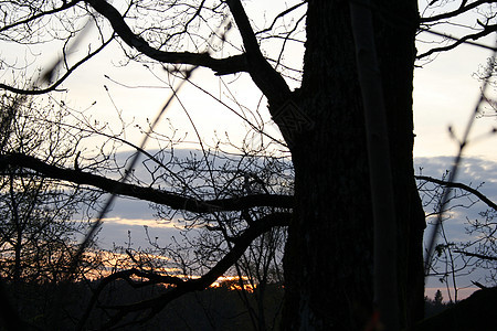 日落天空森林图片