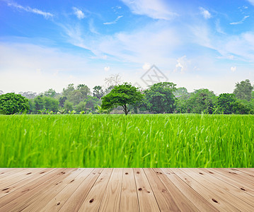 绿色自然景观场地全景太阳地平线农村季节阳光国家横幅环境图片