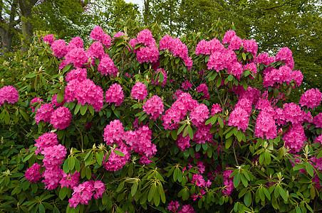 粉红色罗多登顶衬套园艺紫色阳光公园紫丁香花瓣季节植物群花园图片