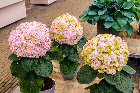 粉色 白色和黄色 Hydrangea 霍滕西亚花在锅里荷兰生态植物紫色大叶礼物公园生长花瓣衬套蓝色图片