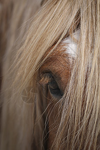 马尾巴毛皮鬃毛红色马匹头发白色眼睛图片