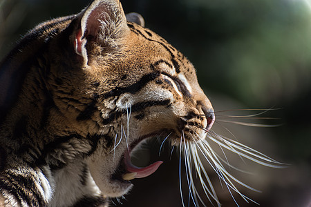 猫打哈欠Ocelot 打哈欠背景