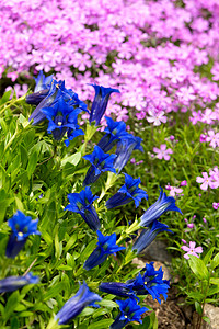 花朵在花园中的蓝春花保护远足植物学文化荒野山脉资产高山晴天宏观图片