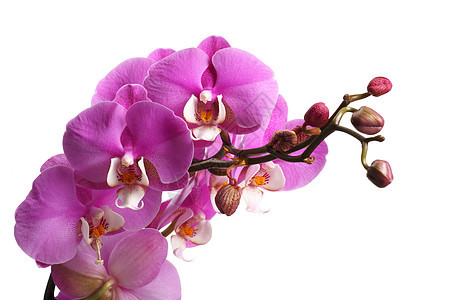 粉红花兰花花粉色白色热带紫色背景图片