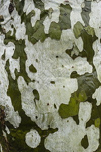 梧桐树皮细节飞机树干植物绿色白色背景图片