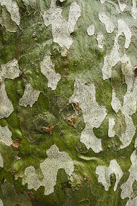 梧桐树皮细节植物白色飞机绿色树干背景图片