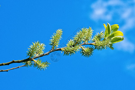 树的树枝上的青芽树木生活植物学宏观季节花园绿色生长植物枝条图片