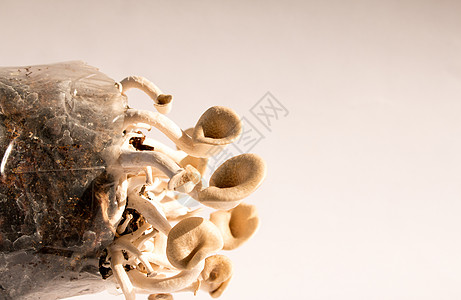 蘑菇白色背景 伦蒂尼乌斯市场季节菌类营养植物四仪木头商业食物牡蛎图片