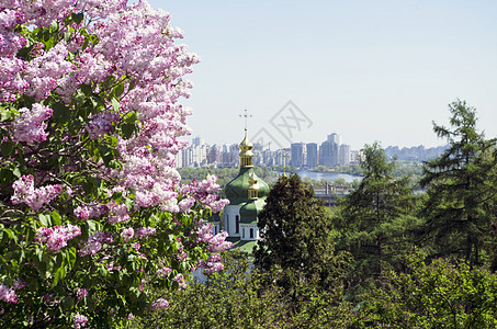 乌克兰基辅植物园中盛开的木环蓝色板栗紫丁香景观叶子季节花园紫色城市时间图片