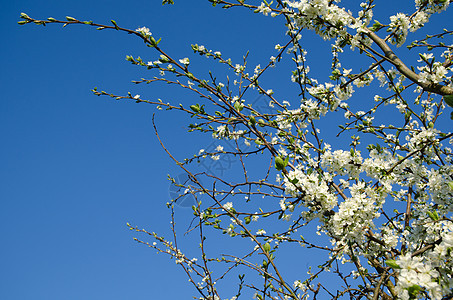 春 梅花树开花图片