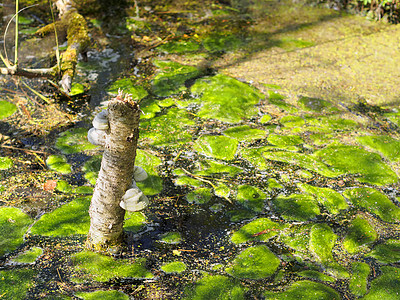 长满苔藓和蘑菇的池塘图片