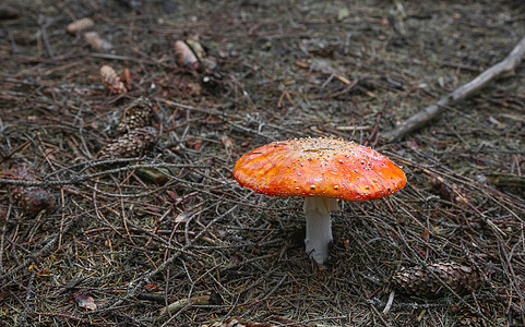 森林中有毒的蘑菇图片