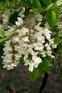 黑蝗虫季节花序绿色黑色蜂蜜公园叶子植物群白色天空图片