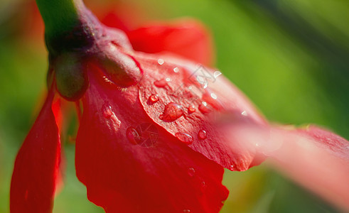 红色红花在绿色背景和滴数上缝合图片