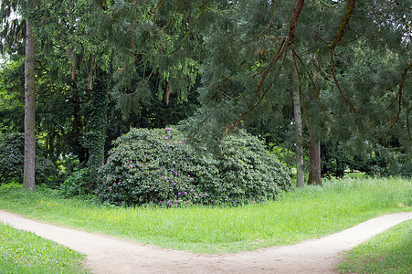 右或左森林小路踪迹树木生活背景图片