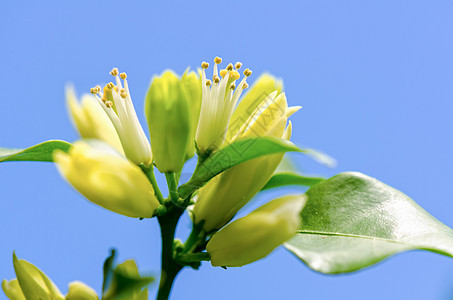 玛瑞拉的白花朵植物花束天空香水花序花园热带植物群蓝色缎木图片