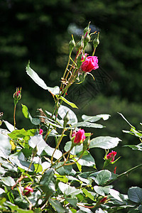 花朵开花 春天到夏天 3图片