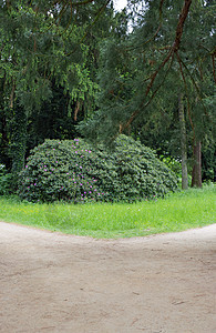 右或左踪迹生活森林小路树木背景图片
