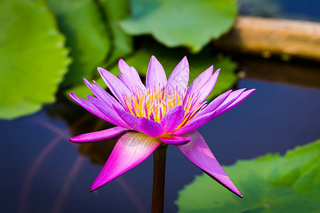 色彩多彩的紫色莲花热带花园花瓣粉色池塘植物冥想黄色叶子白色图片