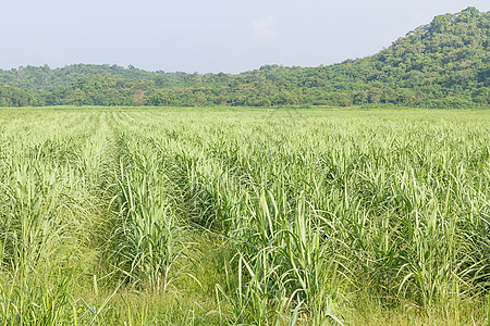 甘蔗早期生长区生物质农村美丽公园生态热带活力环境森林收成图片