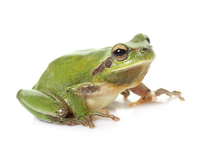 欧洲树青蛙工作室野生动物动物雨蛙绿色两栖皮肤图片