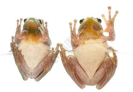 欧洲树蛙雨蛙青蛙工作室两栖绿色动物野生动物皮肤图片