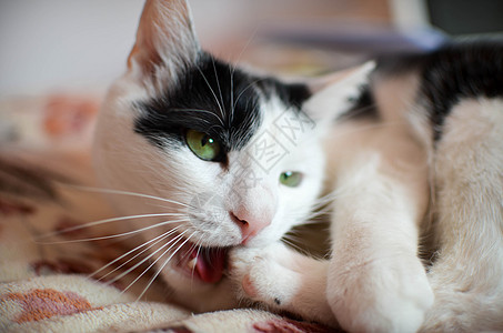 黑猫和白猫宠物动物粉色毛皮黑色绿色小猫说谎眼睛爪子图片